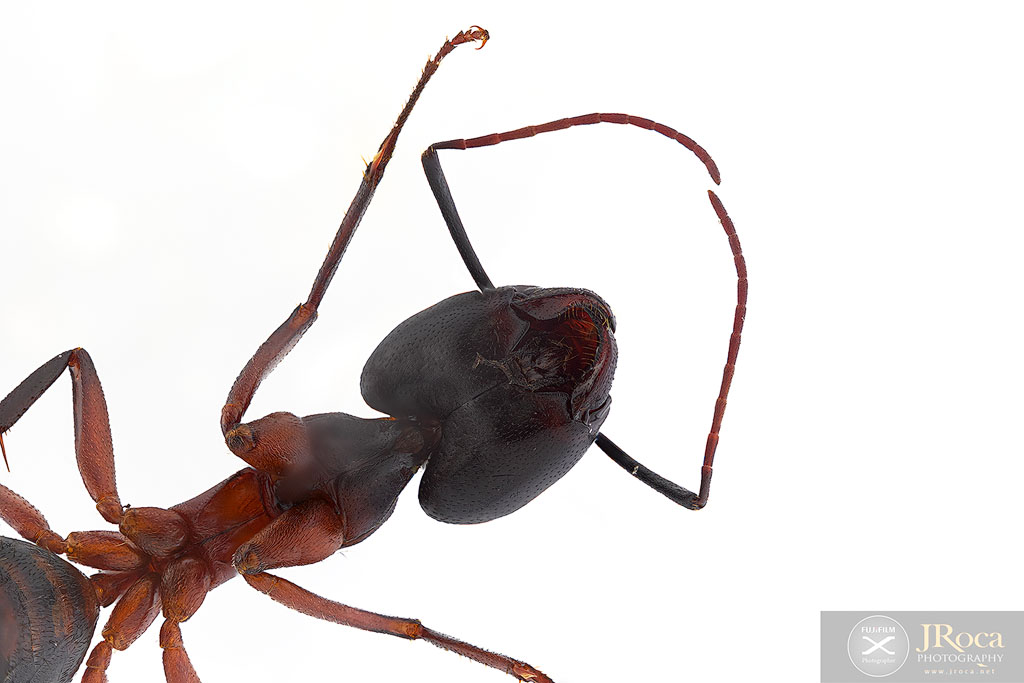 Camponotus cruentatus.  UCME - 35331